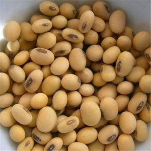 soy beans